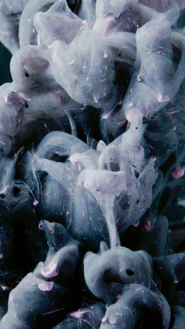 Fotomural Primer plano intrincado de tinta en remolinos en agua, mostrando patrones etéreos y suaves tonalidades.