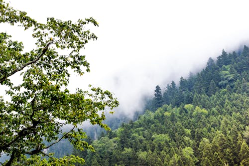 Бесплатное стоковое фото с гора, дерево, природа