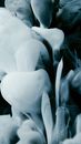 White Flower in Grayscale Photography