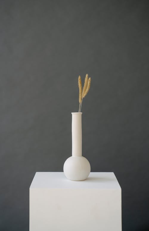Composition of dry ears in narrow blanche vase placed on white cube against gray background
