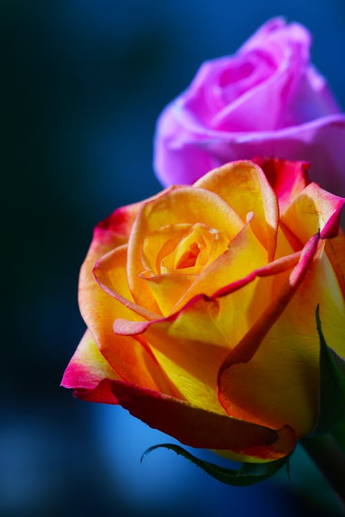 Close-Up Photo of a Garden Rose