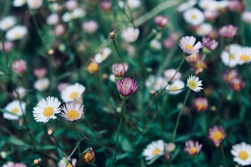 Základová fotografie zdarma na téma detail, flóra, heřmánek