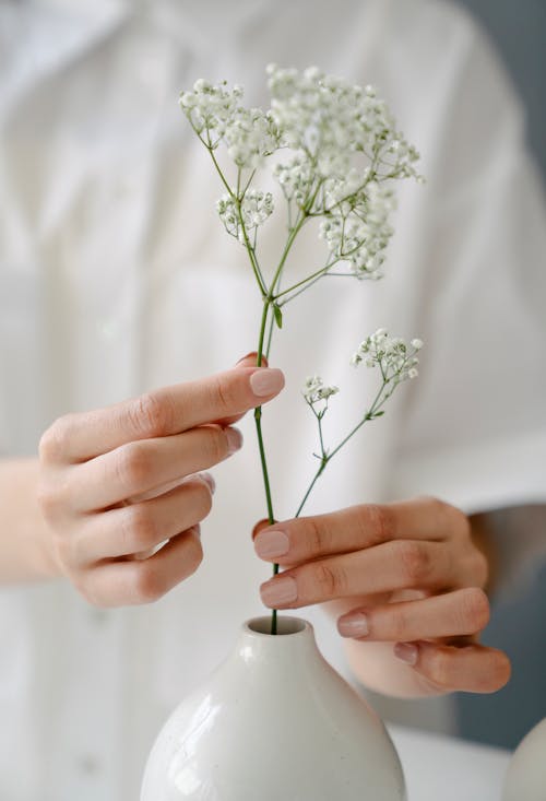 Crop unrecognizable female putting fresh gentle white Gypsophila paniculata flower in ceramic vase in daylight