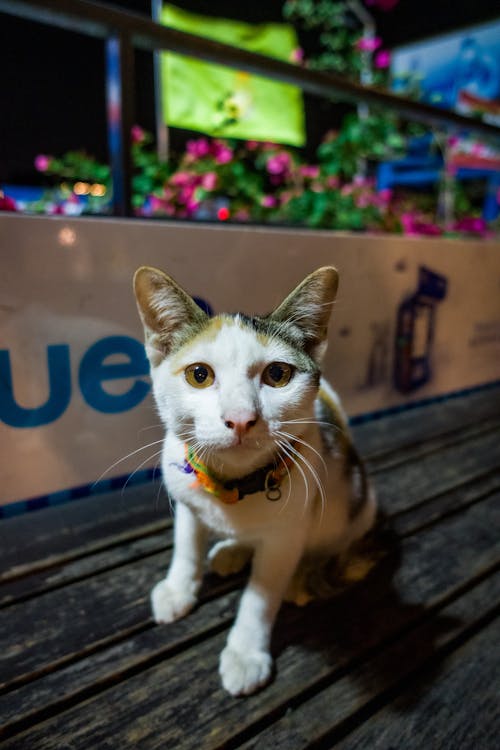 Free stock photo of cat, fluffy