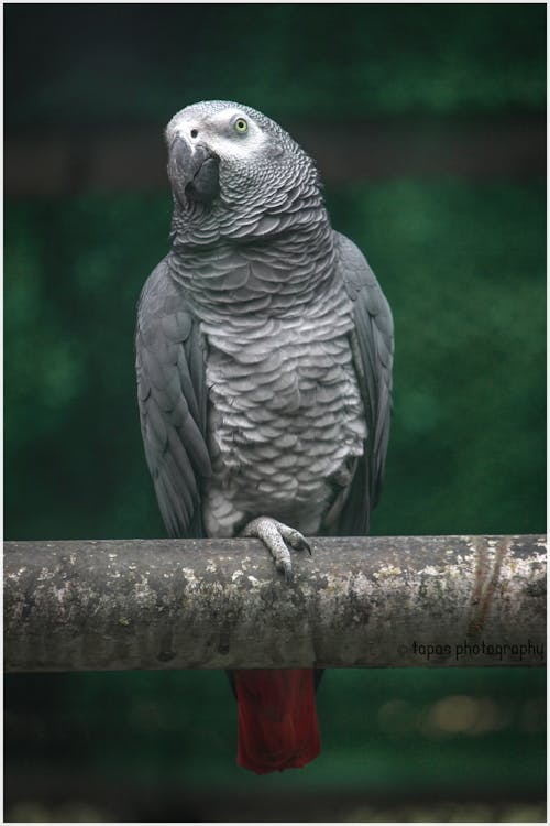 Gray and White Bird Perched on Gray Concrete Bar