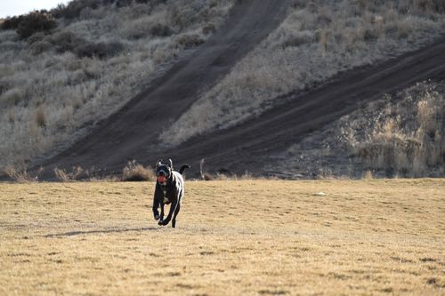 Free A black dog energetically runs across a dry grassy field with a red ball in its mouth. Stock Photo