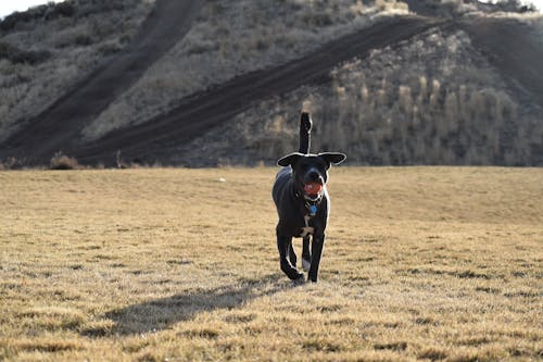 Adult Short-coated Black Dog Walking on Grass at Daytime