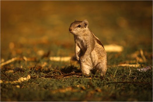 hamster photo