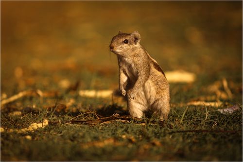 Free A cute squirrel standing on grassy ground, beautifully captured during fall. Stock Photo