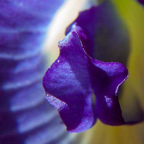Free stock photo of blue, flower, macro Stock Photo