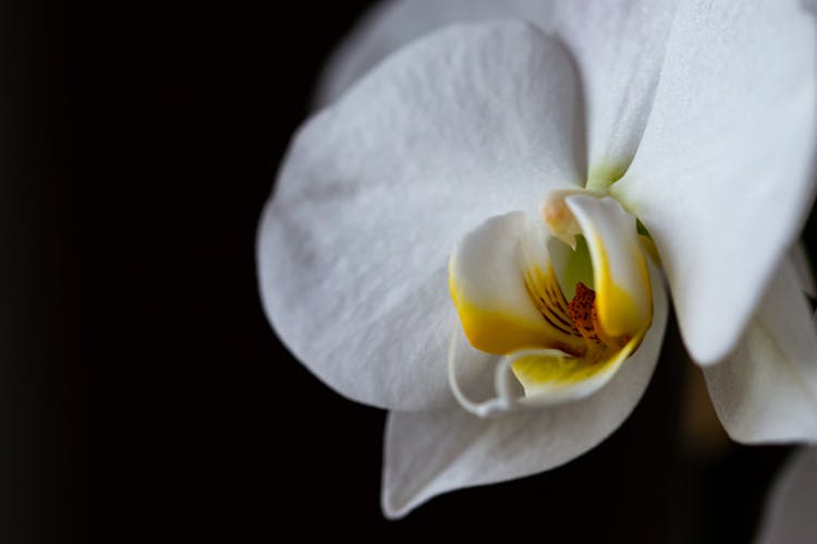 White Orchid Flower With Yellow Lip In Black Background
