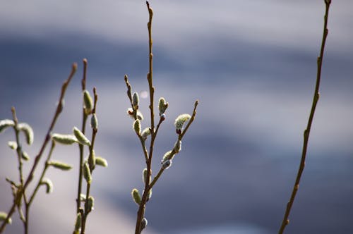 Δωρεάν στοκ φωτογραφιών με background, άνοιξη, βλαστάρια