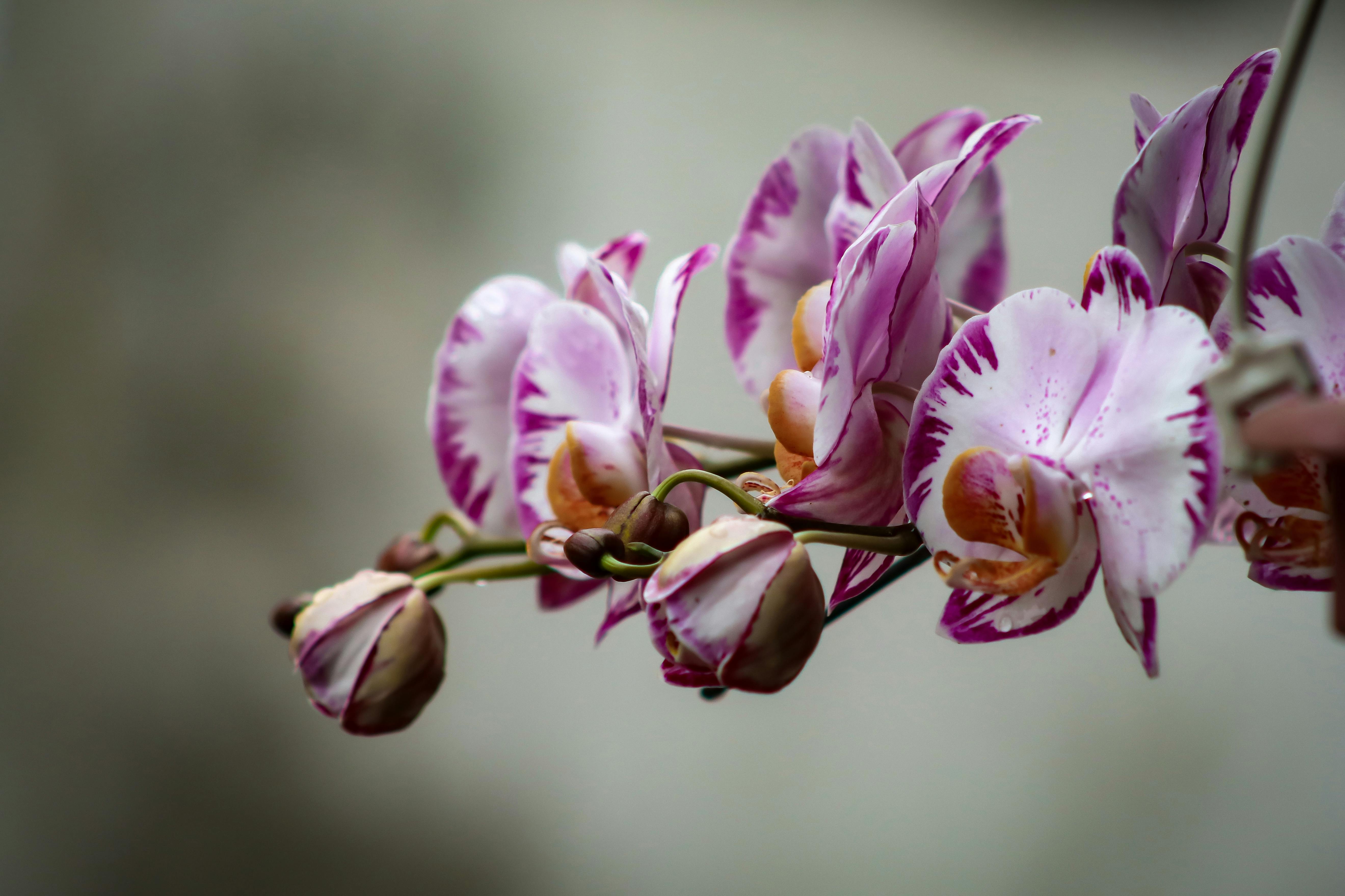 A Bouquet Of Pink Moth Orchids · Free Stock Photo