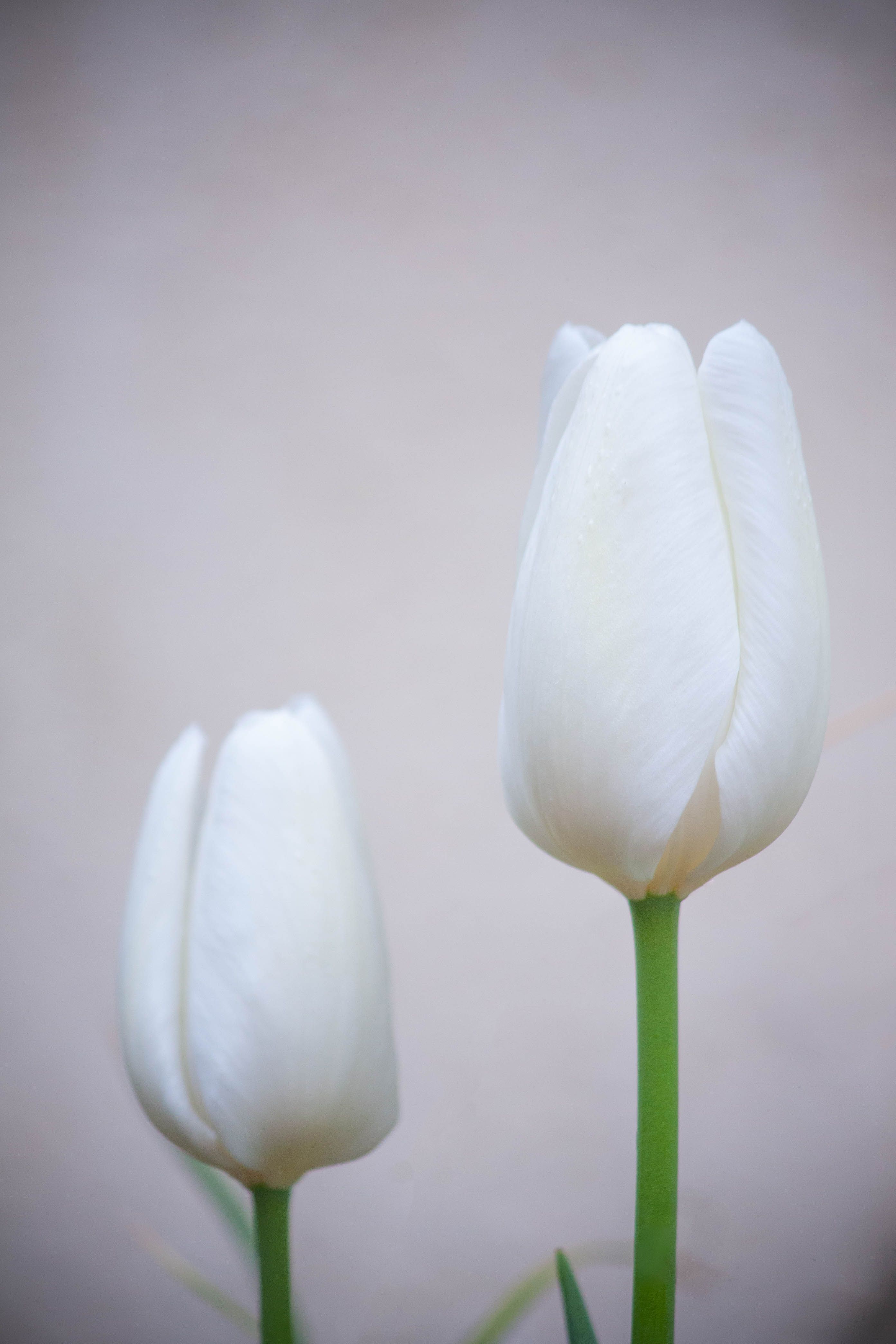 A White Tulips in Close Up Photography · Free Stock Photo