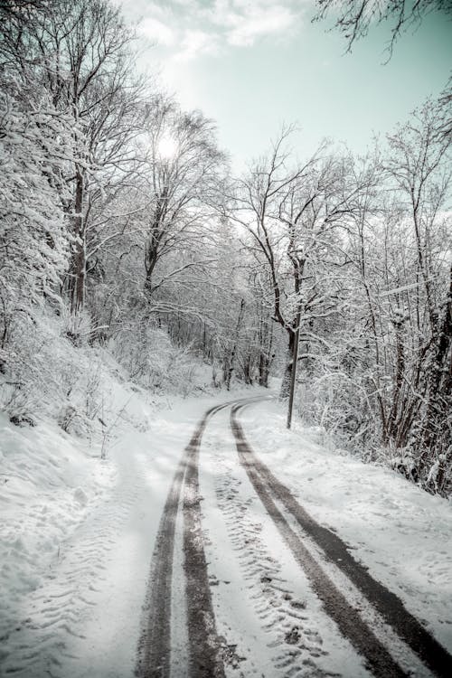 光秃秃的树木, 冬季, 冰 的 免费素材图片