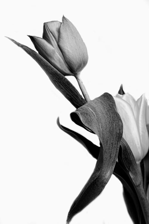 Free White and Black Flower Photo Stock Photo