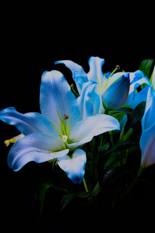Free Close-up Shot of a Blue Lily Flower Stock Photo