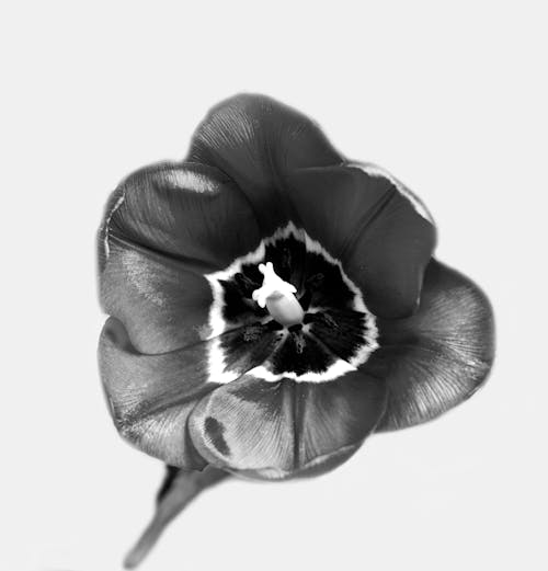 Free A Grayscale Photo of a Flower Illustration Stock Photo