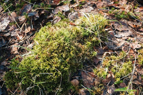 Free stock photo of forest, moss, nature Stock Photo