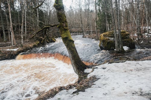 Free stock photo of estonia, forest, spring Stock Photo
