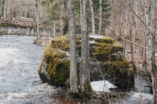 Free stock photo of estonia, forest, spring