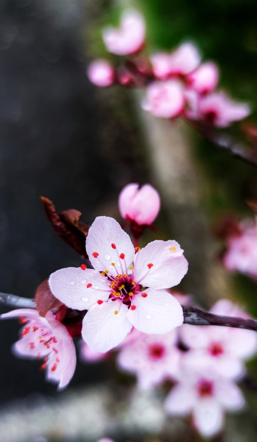 Free A vibrant close-up of pink cherry blossoms blooming, capturing their delicate beauty. Stock Photo