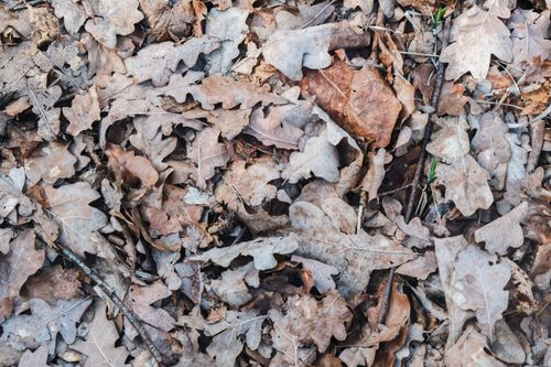 Free A natural carpet of dry, brown oak leaves covering the ground in fall, Estonia. Stock Photo