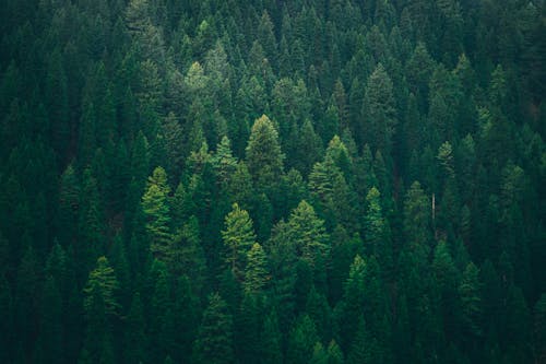 Fotos de stock gratuitas de árboles verdes, bosque, foto con dron