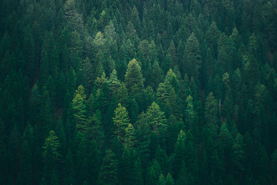 Photo for: American Forests Hires Capitol Counsel for Forest Policy