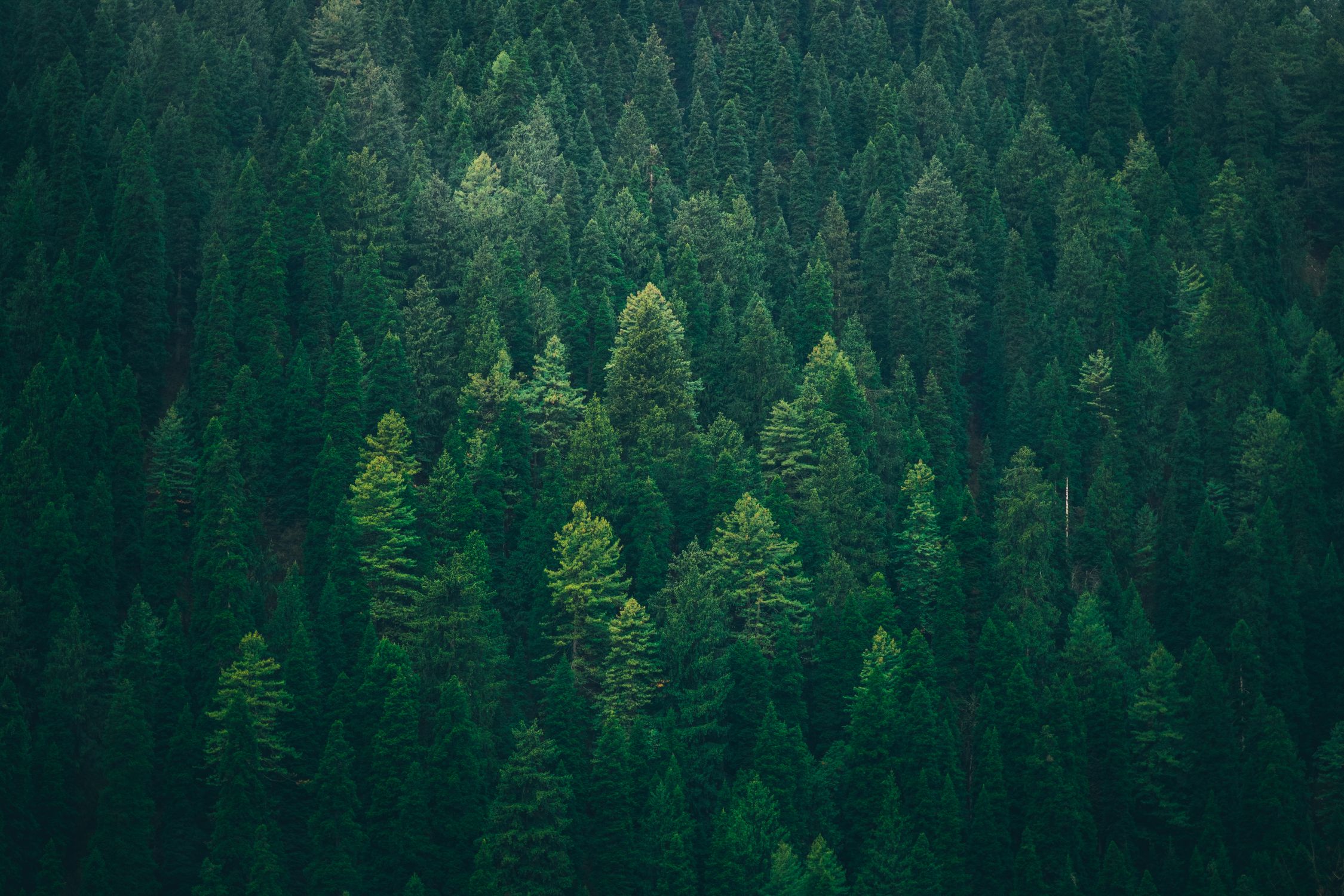 Aerial Photography of Green Trees in the Forest · Free Stock Photo
