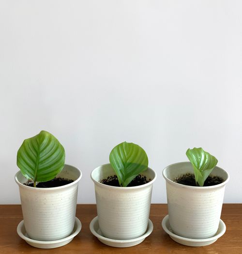 Free Three small Calathea plants in white pots arranged on a wooden table with a plain background. Stock Photo