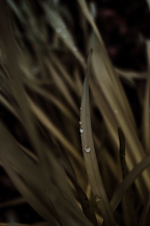 Free Macro shot of dew drops glistening on a green grass blade, capturing nature's intricate details. Stock Photo