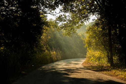 Free stock photo of asphalt, forest cover, green