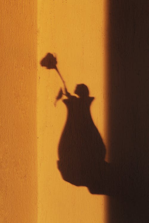 Free Shadow of blooming flower on vase on hand of person Stock Photo