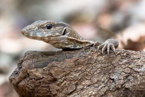 Ingyenes stockfotó álca, állat, egzotikus témában