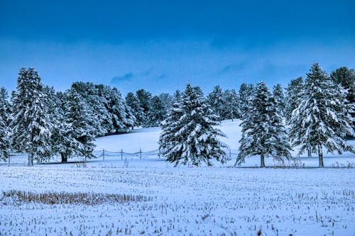 buz tutmuş, çam ağaçları, kar yağışlı içeren Ücretsiz stok fotoğraf