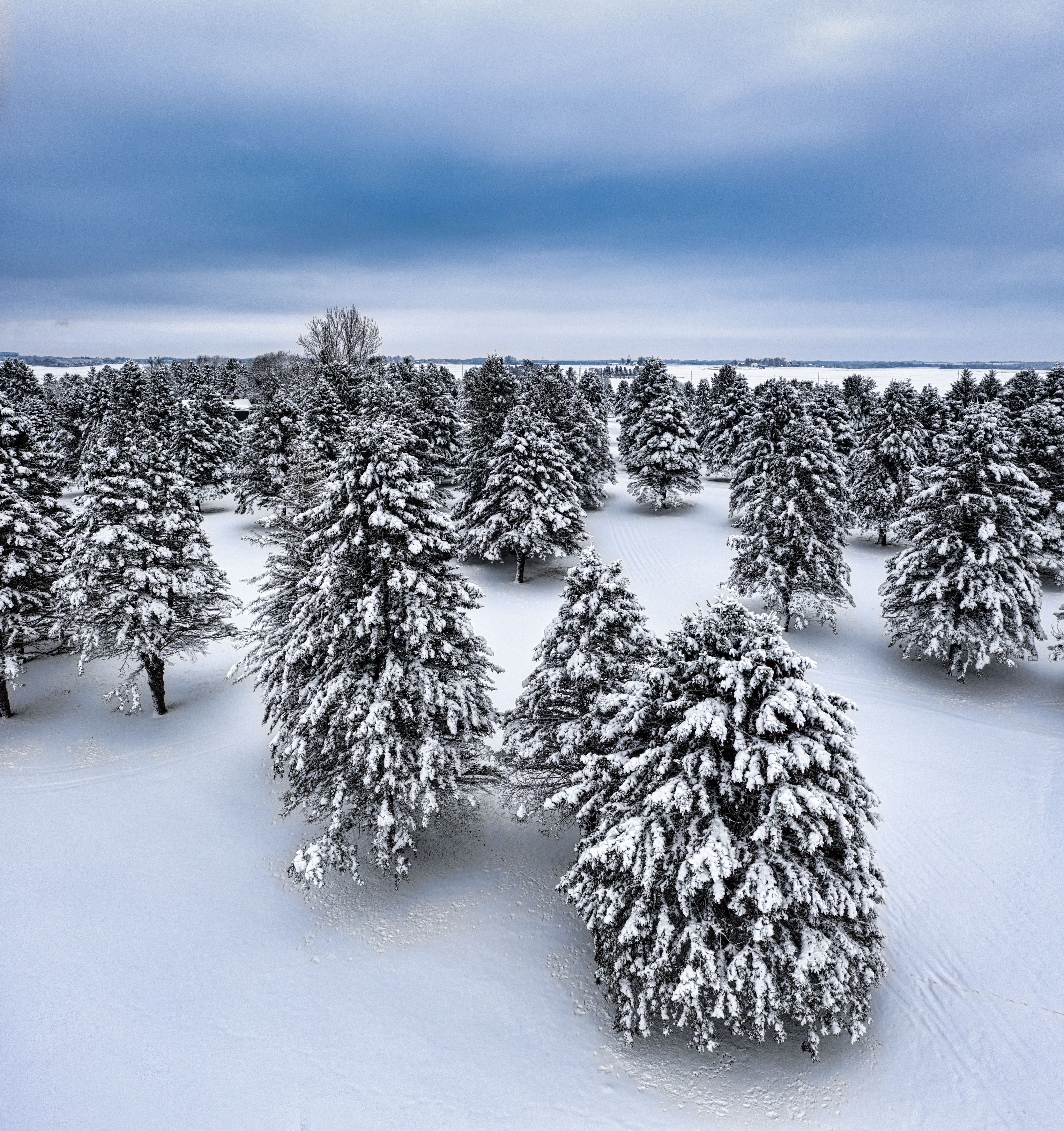 Drone Shot of Pine Trees Covered in Snow · Free Stock Photo