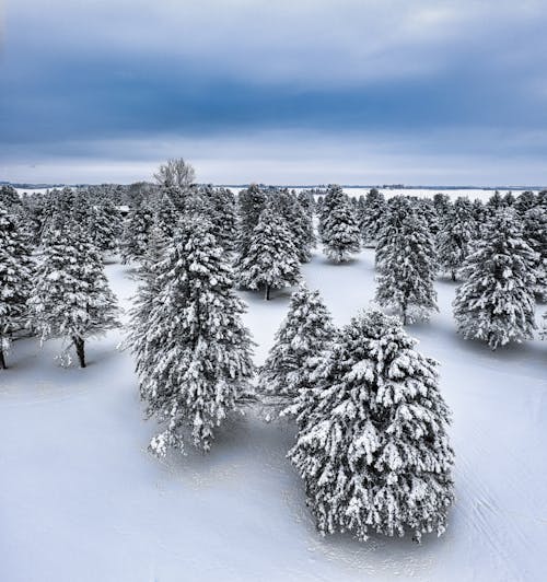 Drone Shot of Pine Trees Covered in Snow