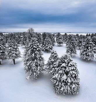 A serene aerial winter landscape of snow-covered pine trees in Plainview, MN.