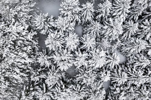 Aerial Shot of Snow Covered Trees