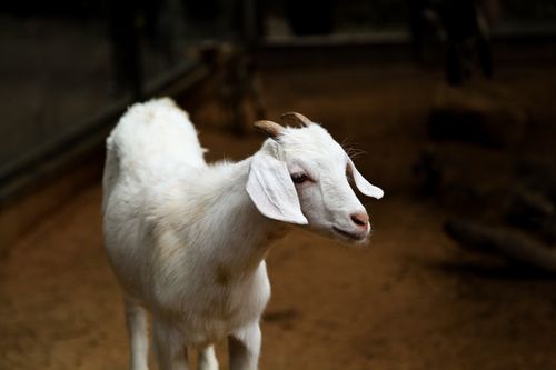 Free Charming white goat with small horns in rustic enclosure. Perfect for animal farm themes. Stock Photo