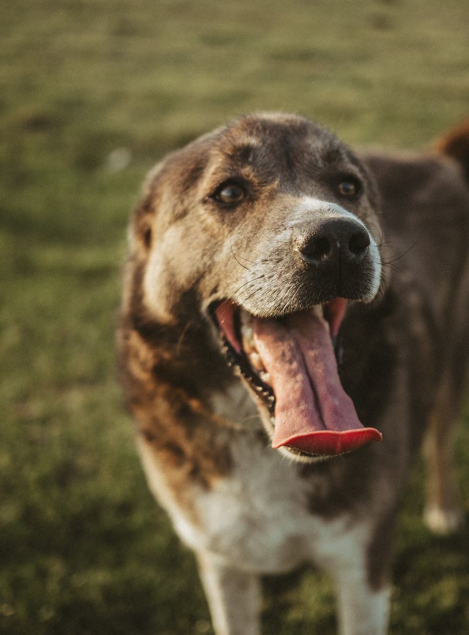Happy shelter dog portrait