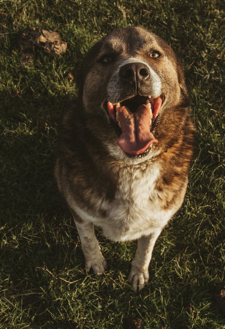 A Happy Dog With Tongue Sticking Out