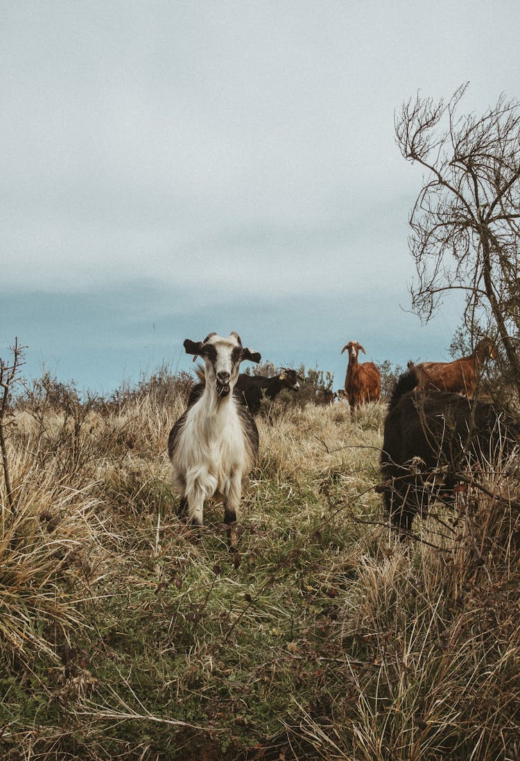 Goats Standing In A Field