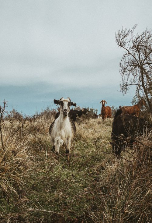 Free A herd of goats grazing on a grassland field under a clear sky. Stock Photo