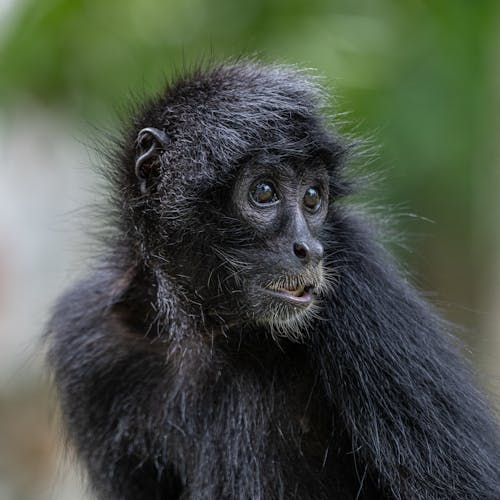 Black Spider Monkey in Close Up Photography