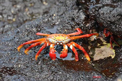 Free Orange Crab on Black Rock Stock Photo
