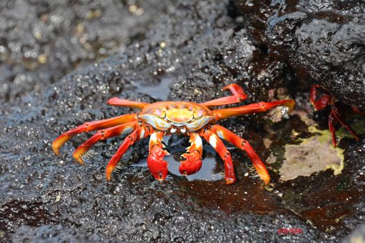 Vibrant Sally Lightfoot Crab (Grapsus grapsus) on Galápagos volcanic rocks.