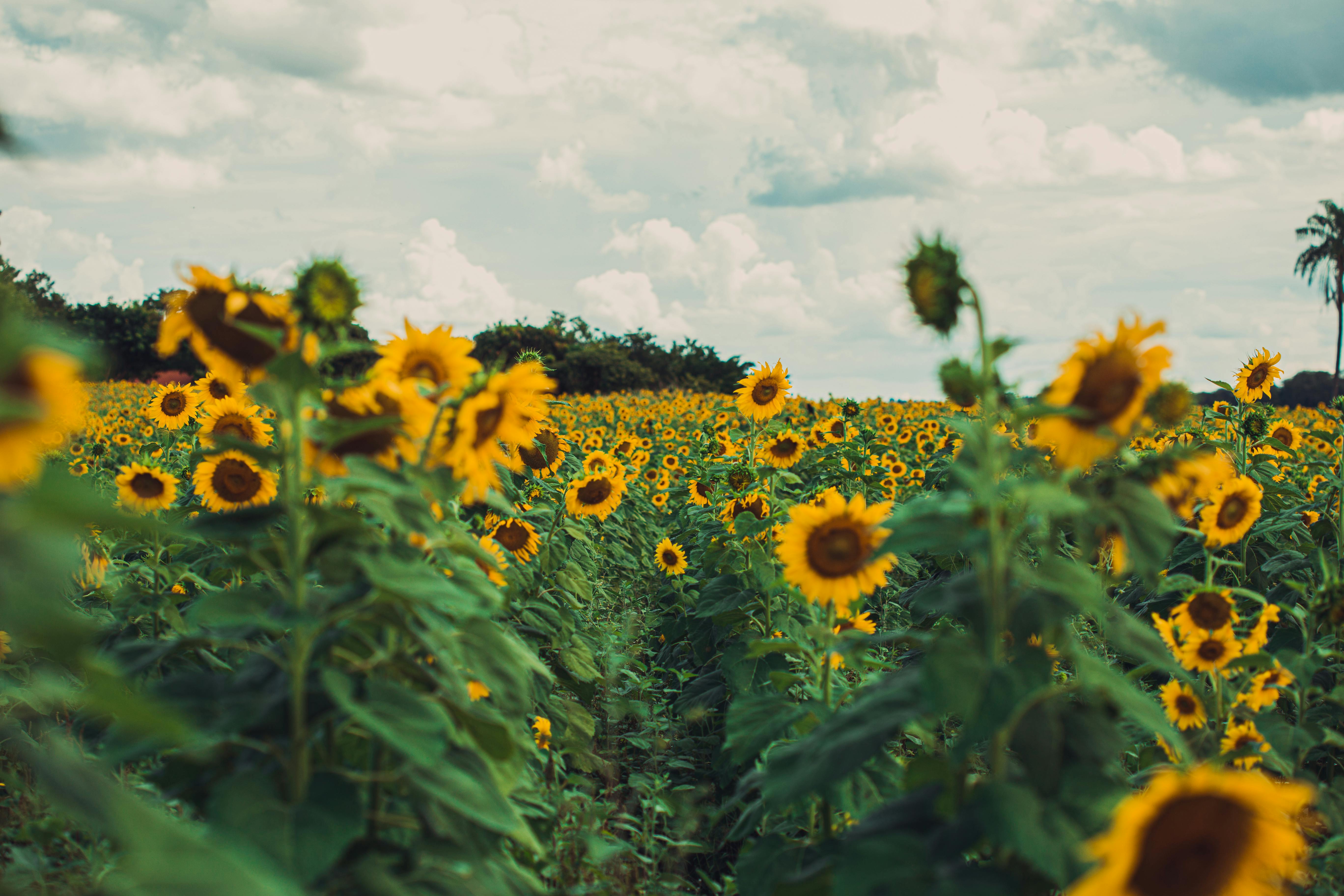 A stunning field of sunflowers in Birigui, Brazil, with a picturesque cloudy sky.