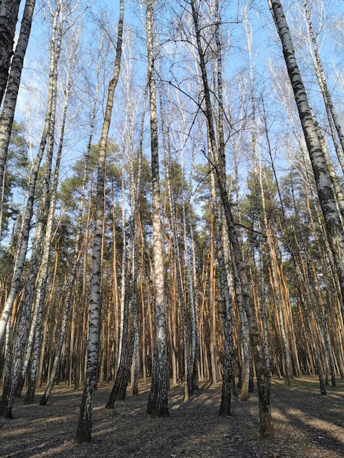 Leafless Trees in a Forest